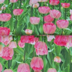 Jersey Tulpen